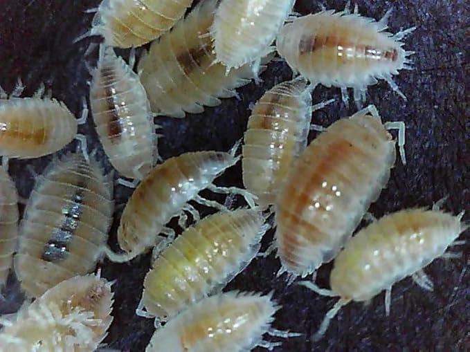 Critters Direct Dwarf White Isopods (Qty-50), for Amphibian/Reptile/Invertebrate Bioactive Habitats