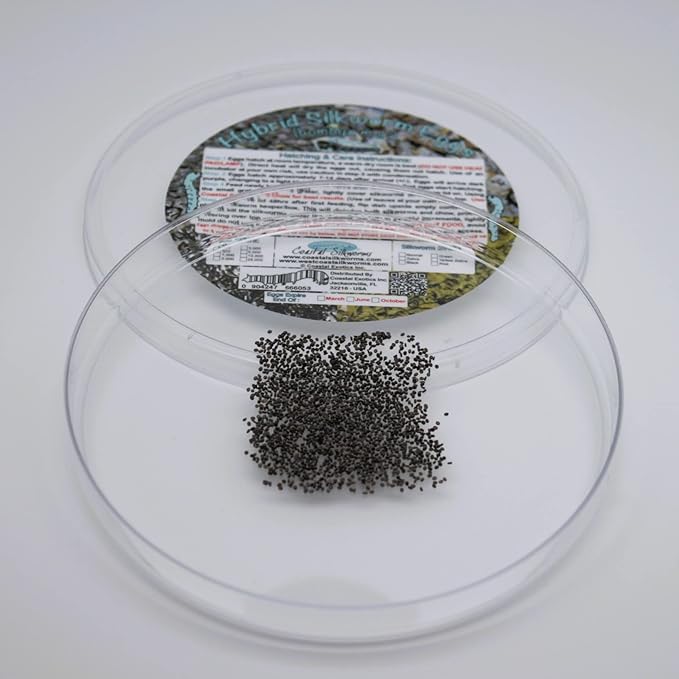 500 Count Live Silkworm Eggs Bombyx Mori (Pack of 1)