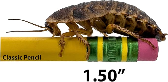 Dubia Roaches – Food for Reptiles, Tarantulas, Bearded Dragons, Geckos, and Insect-Eating Pets – High Protein, Easy to Digest, Healthier Alternative to Crickets (1.50"+, 400 Count)