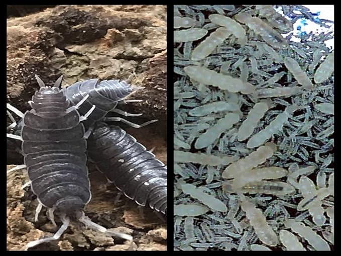 Powder Blue Isopods (Qty-20) & Springtails (8 oz Seeding Cuture) Combo Package, for Amphibian/Reptile/Invertebrate Bioactive Habitats, by Critters Direct