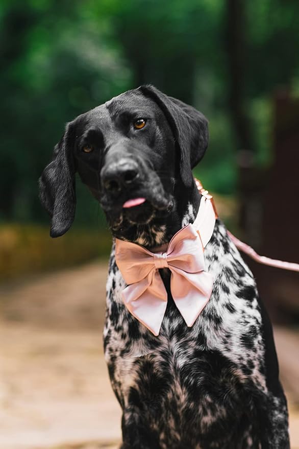 Lionet Paws Bowtie Dog Collar - Comfortable Silk Dog Collar with Detachable Bow Tie for Puppy and Cat, Neck 8-12 Inches