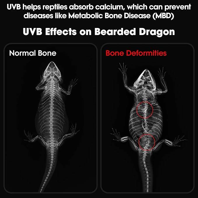 5.5 Inch Reptile Deep Dome Light Fixture with UVB Lamp