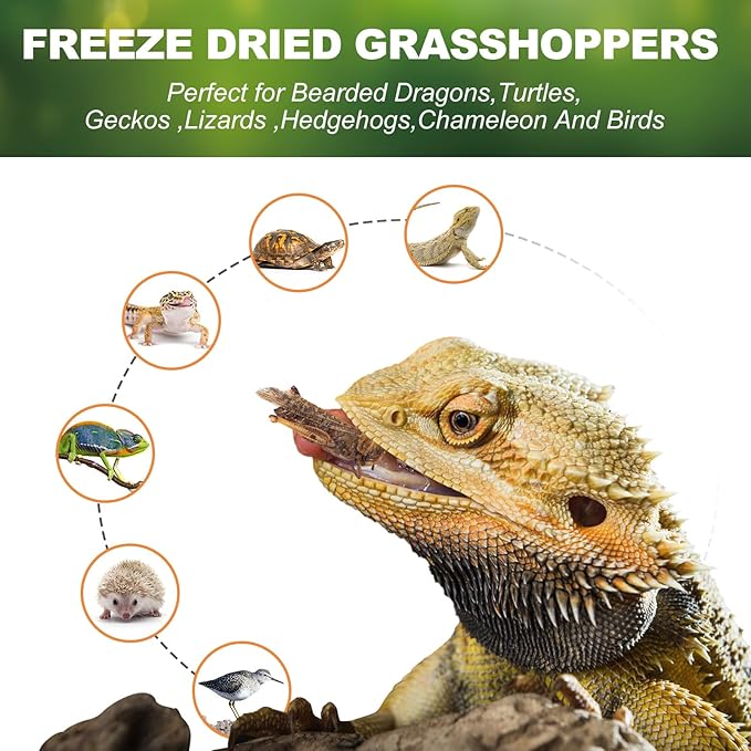 Dried Grasshoppers for Reptiles - All Natural High Protein Insect Treats for Bearded Dragons, Turtles, Geckos, Lizards, Hedgehogs & Birds (3.5oz)