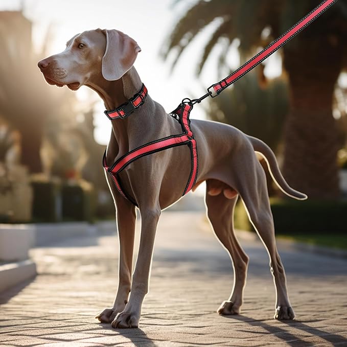 Mile High Life Night Reflective Double Adjustable Band Nylon Small Puppy Pet Dog Combo Collar Leash and Harness Set (Reflective Edge Red, Mediun (Pack of 3))