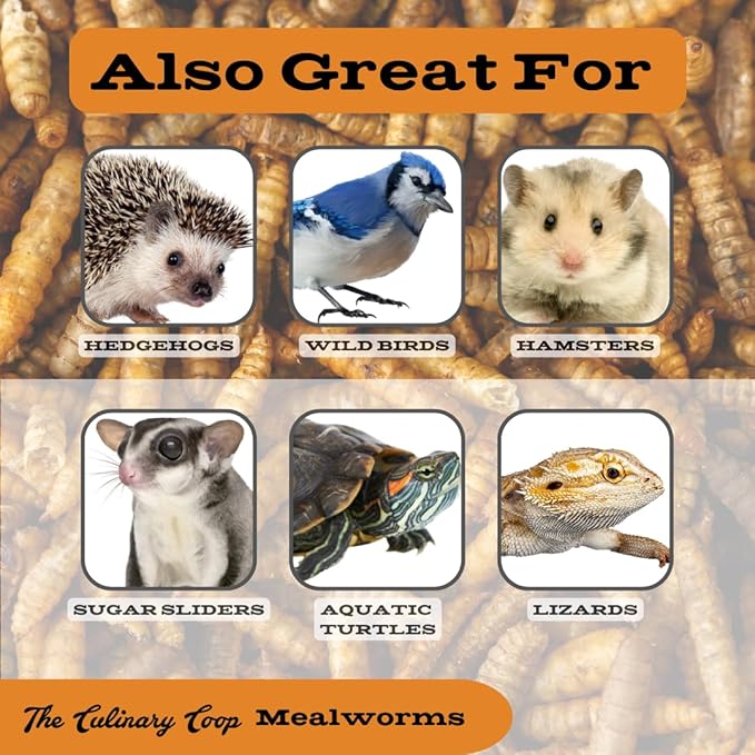 Fluker's Culinary Coop Premium Chicken Treats, Mealworms 3.5 oz, High Protein Worm, Nutritious Treat