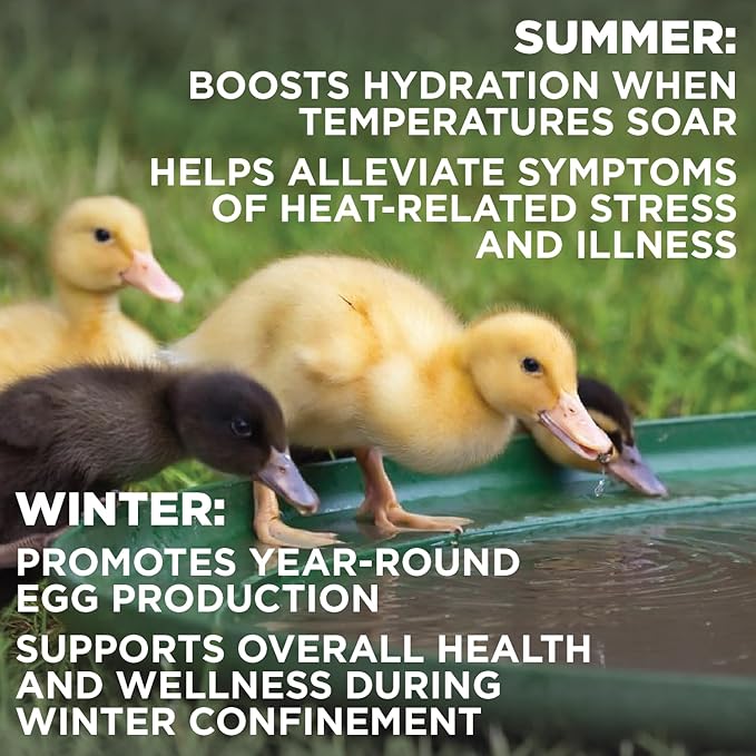 Pivotal Feeds Chick’n Aid Poultry Supplement 8 oz – Electrolytes, Probiotics & Vitamins for Chickens, Ducks & Turkeys | Supports Hydration, Gut Health & Immune Function | Made in USA