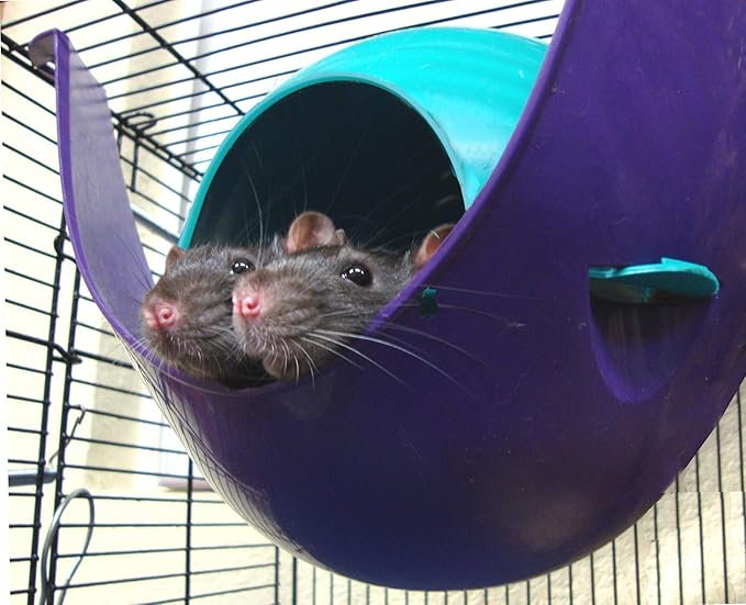 Lixit Igloos and Hideaways for Guinea Pigs, Rats, Mice, Hamsters, Gerbils and Other Small Animals (Assorted Pack of 2, Large Space Pod)