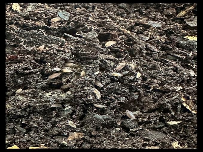 Dwarf Purple Isopods (Qty-25) & Springtails (8 oz Seeding Cuture) Combo Package, for Amphibian/Reptile/Invertebrate Bioactive Habitats, by Critters Direct