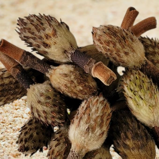 Small Magnolia Seed Pods, 24 Pack for Bioactive Enclosures, Terrariums, Aquariums, Reptiles, Amphibians, Isopods