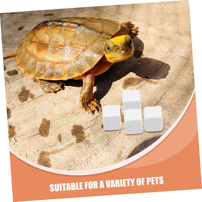 BESPORTBLE 12pcs Natural for Reptiles Durable Pet Accessory for Teeth Maintenance and Chewing Prevention for Lizard Crab and Frog Habitats