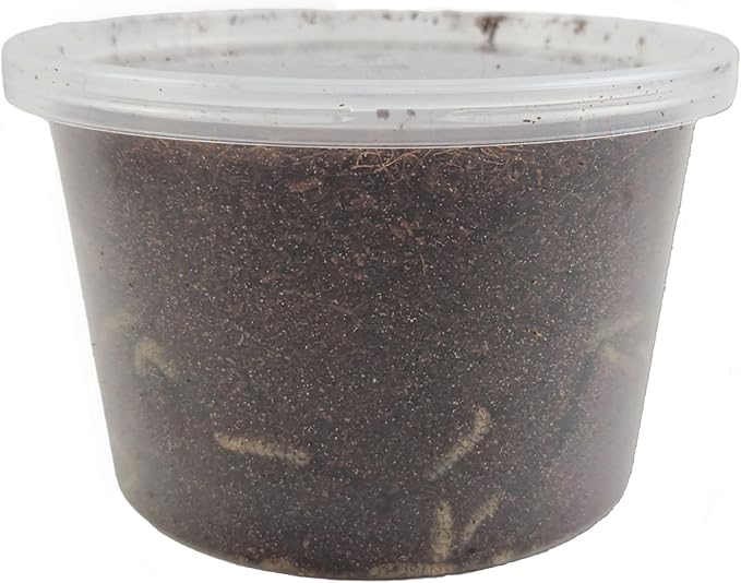 Josh's Frogs Black Soldier Fly Larvae (1000 Count - Large)