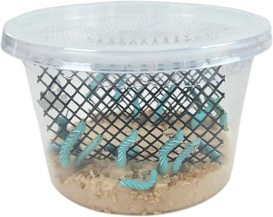 Josh's Frogs Hornworms Habitat Cup (12 Count Cup)