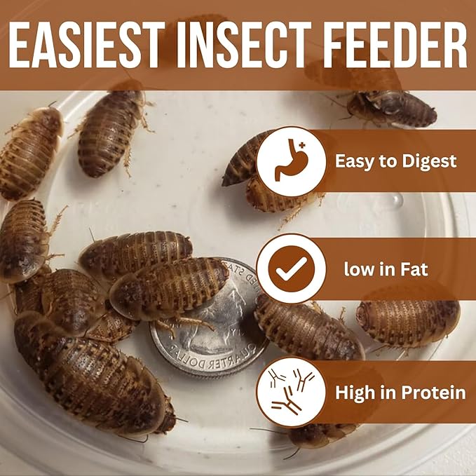 100 Medium Live Dubia Roaches in Container Live Reptile Food for Bearded Dragons Turtles Lizards Frogs & Toads Feeder Insects
