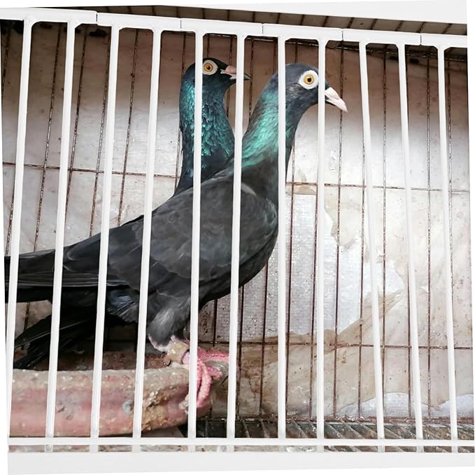 Bird Cage Door for Pigeons Easy Access Entrance for Pigeon Loft Simple Design and Exit Door
