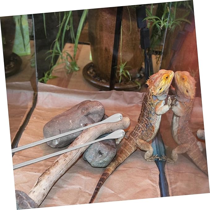 GALPADA 5pcs Pet Feeding Scoops for Lizards Reptile Food Ladle for Small Animals