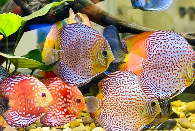 Ultra Beef Heart,Krill & Spirulina Flake Food Mix for Discus,Angelfish & Cichlids, All Tropical Fish,A334 (16oz)