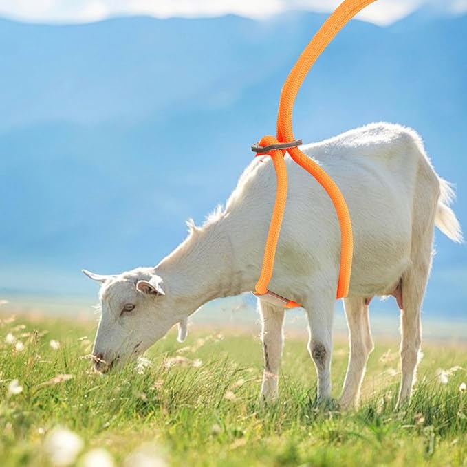 Goat Harness, Goat Supplies, Goat Harness for Walking, Washable Goat Leash, Goat Accessories, Livestock Supplies for Goats, Sheeps