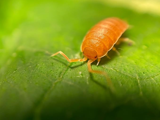 Pocket Pets 30 Powdered Orange Isopods Plus Mixed Springtail Eggs. Bioactive Combo Clean Up Crew for Reptile and Amphibian Food Available only if Local 5 Day temperatures are Between 20-95 Degrees