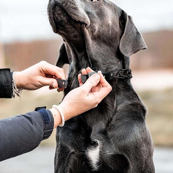 Herm Sprenger 2.25mm Prong Collar for Dog Training – Quick Release Clicklock & Swivel Ring - Dog Training Collar with Black Stainless Steel 2.25mm Prongs for Small Dogs (14-19" Neck)