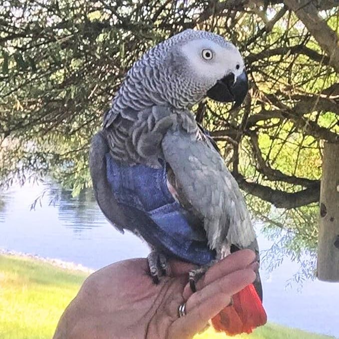 Avian Fashions FeatherWear FlightSuit Colossal(15) Bird Diaper in Denim Print