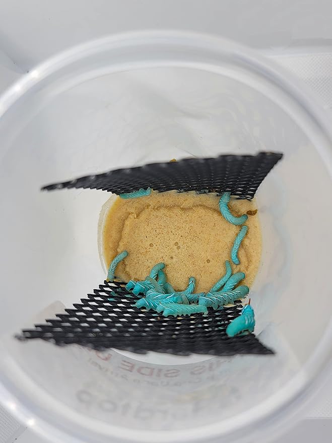 Hornworm Cup for Bearded Dragons (24-30 Count Live with Enough Food to Grow Them Out)