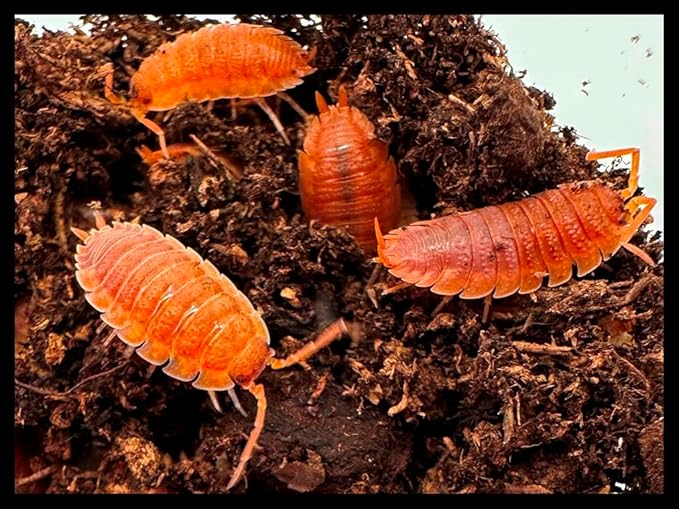 Orange Isopods (Qty-25+), for Amphibian/Reptile/Invertebrate Bioactive Habitats, by Critters Direct