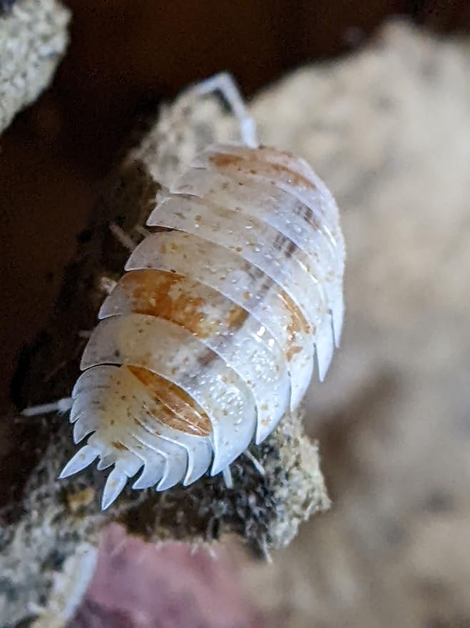 Ordinary Feed Co. Live Orange Dalmatian (Porcellio Scaber) Isopod - Cleanup Crew, Reptile & Amphibian Food (10 Count)