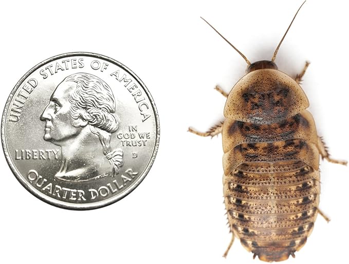 200 Extra Large 1.25 Inch Dubia Roaches Live, Ideal for Amphibians & Invertebrates, Nutritious & Easy to Keep Live Cockroaches, Perfect for Reptiles, Birds, Rodents, Fish, and More