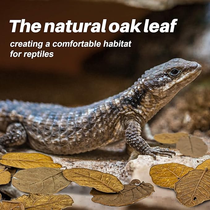 MAQIHAN Dry Oak Leaf Litter for Reptiles – 5 oz Whole Natural Oak Leaves Substrate for Isopods & Bioactive Terrarium Forest Floor Habitat, Premium Enclosure Bedding
