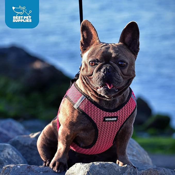 Best Pet Supplies Voyager Step-in Air Harness - All Weather Mesh, Reflective, No Pull Harness for Dogs, Cats - Secure with Hook & Loop Fastener, Buckle, Double D-Rings - Purple/Black Trim, XL