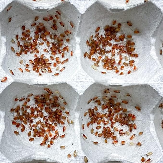 Generic Red Runner Roaches (500+ Nymphs) / Turkestan Roaches / Live Feeder Insects / Cricket Replacement / Starter Colony