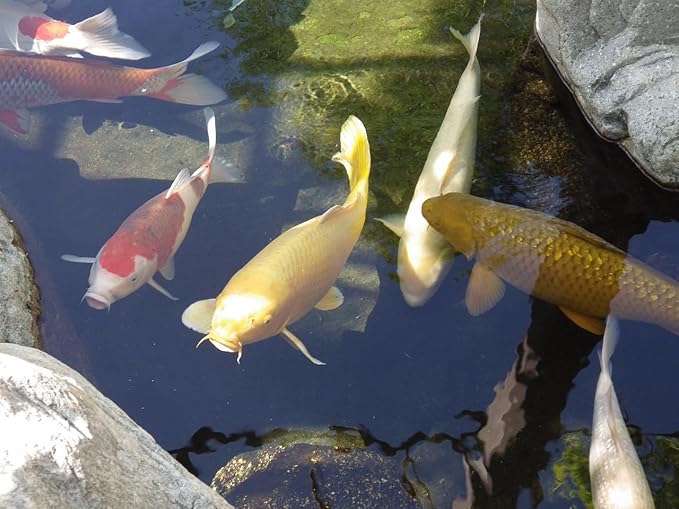 America's Best Koi Food Large Floating Pond Pellets 20 lbs Koi Fish Food 32% Premium Protein Year Round Maintenance Diet