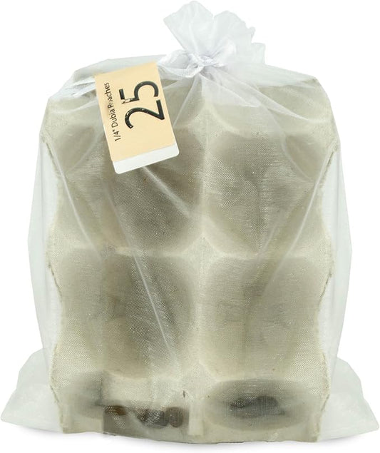 Josh's Frogs 1/4" - 3/8" Small Dubia Roaches (25 Count)