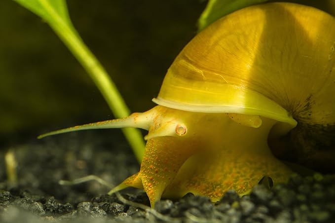 Dehydrated Freshwater Snail Food Treat,Snello,15% Calcium,Spirulina,Krill ADS (8oz)