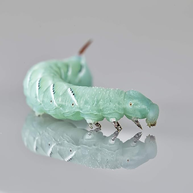 DBDPet Premium 140+ Bulk Live Hornworms (6 Cups of 20-30ct Enough Food to Grow to Half Size 2") - Food for Bearded Dragons, Leopard Geckos, Frogs, Chameleons, Tegus, and Other Reptiles!