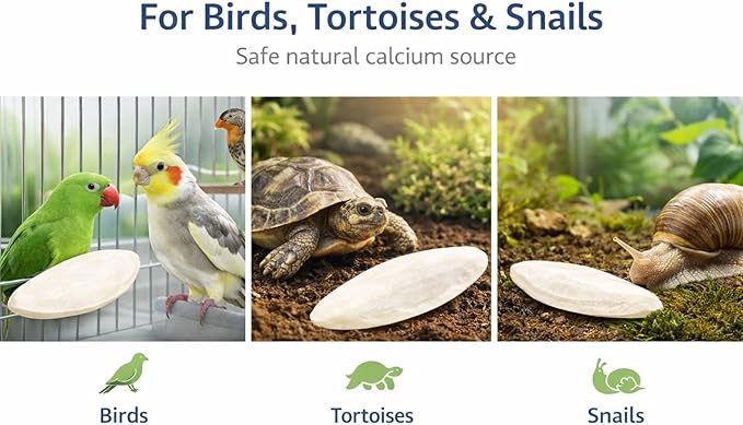 Birds LOVE 5.5-6″ Cuttlebones for Birds – 100% Natural Sun-Dried Calcium Carbonate Mineral Supplement – for Parakeets, Budgies, Cockatiels, Finches & Canaries – 4 lb with Holder – Made in Vietnam