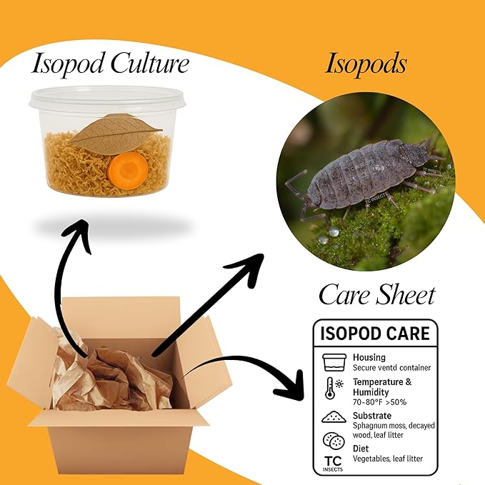 Live 10ct Powder Blue Isopods (Porcellionides Pruinosus) Cleanup Crew & Reptile Food
