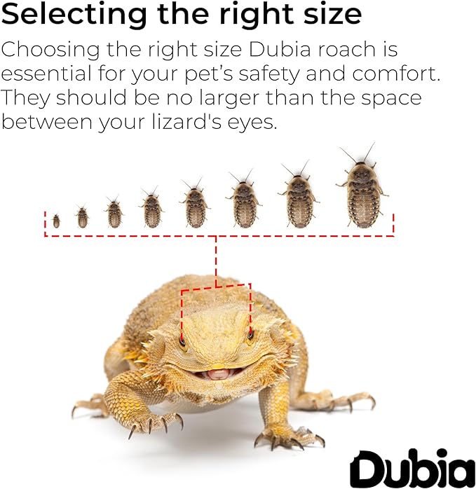 200 Extra Large 1.25 Inch Dubia Roaches Live, Ideal for Amphibians & Invertebrates, Nutritious & Easy to Keep Live Cockroaches, Perfect for Reptiles, Birds, Rodents, Fish, and More