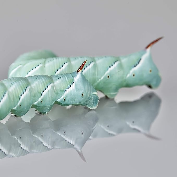 DBDPet Premium 70+ Live Hornworms (3 Cups of 24-30ct) - Food for Bearded Dragons, Leopard Geckos, Frogs, Chameleons, Tegus, and Other Reptiles!