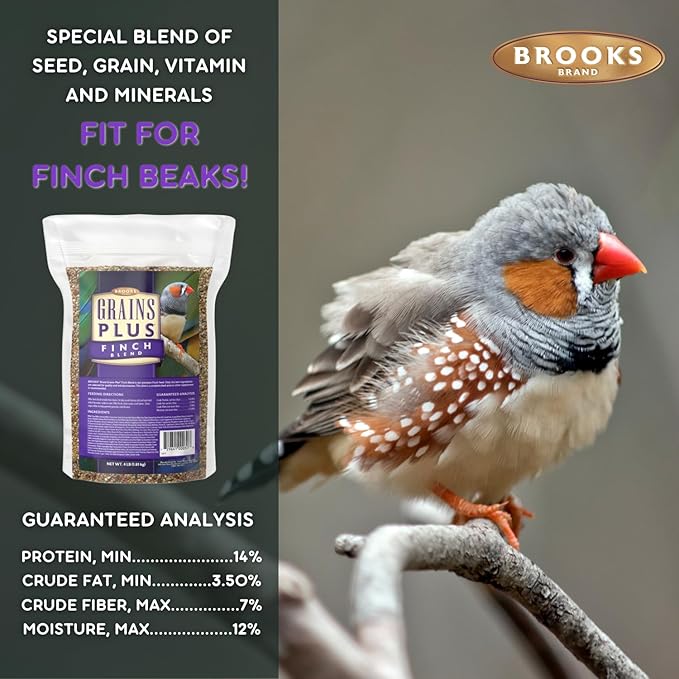 Grains Plus Finch Blend Bird Food, Nyjer Seeds, Finches Bird Seed Mix, Gold Finch Niger Seeds for Birds, Finches Food for Indoor Birds (4 lbs)