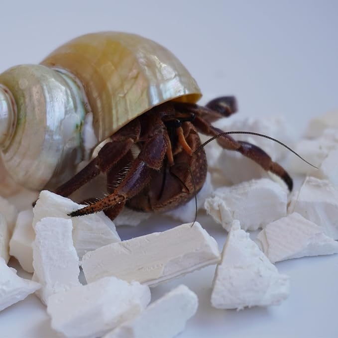 Hermit Crab Accessories, 1.6oz Cuttlebone Small Particles for Hermit Crabs