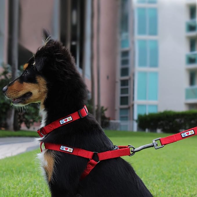 Pawtitas Value Bundle Set | Medium Step in Dog Harness + Medium Dog Collar + Medium/Large 6ft Dog Leash - Lush Green Set