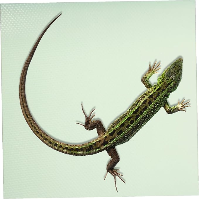 Soft EVA Reptile Carpet Mat Non-Slip Terrarium Bedding for Bearded Dragon Gecko Snake Tortoise Tank Accessories Fit Flooring Pad for Reptile Cage Protection
