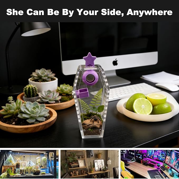 Jumping Spider Enclosure,Acrylic Magnetic Terrarium with Water Feeder and Star Hide,Terrarium Kit for Tarantulas Snails 5.9x2.6x3 Inches 6PCS(Purple)