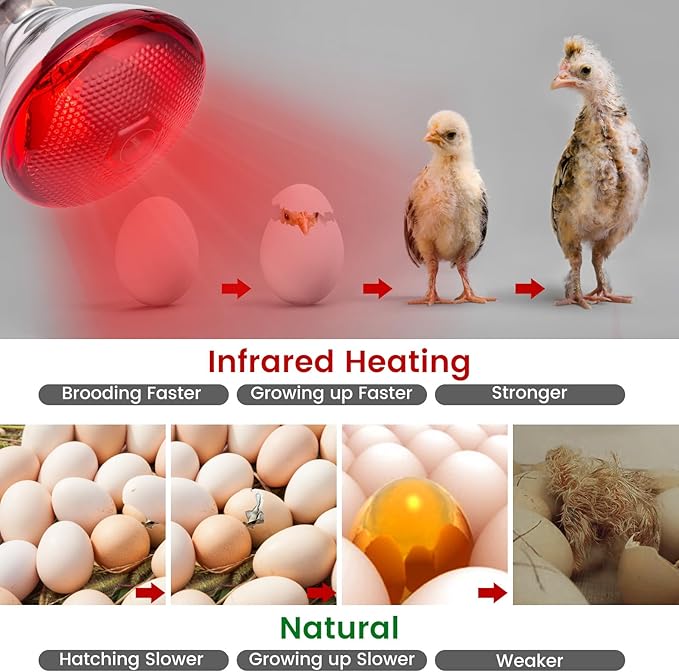 2-Pack Heat Bulb for Chicks, 150 Watt Reptile Heating Lamp for Leopard Gecko and Bearded Dragon, Infrared Basking Light
