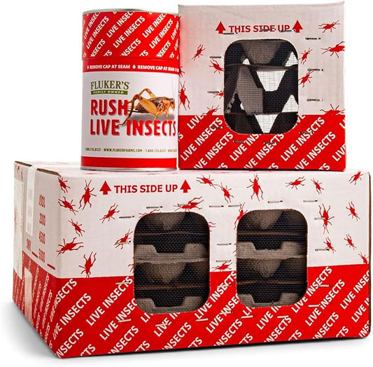 Fluker's Live Superworms, 100 Count Insects for Reptiles, Chickens, and Birds, Large (Approx. 1.25"-1.75")