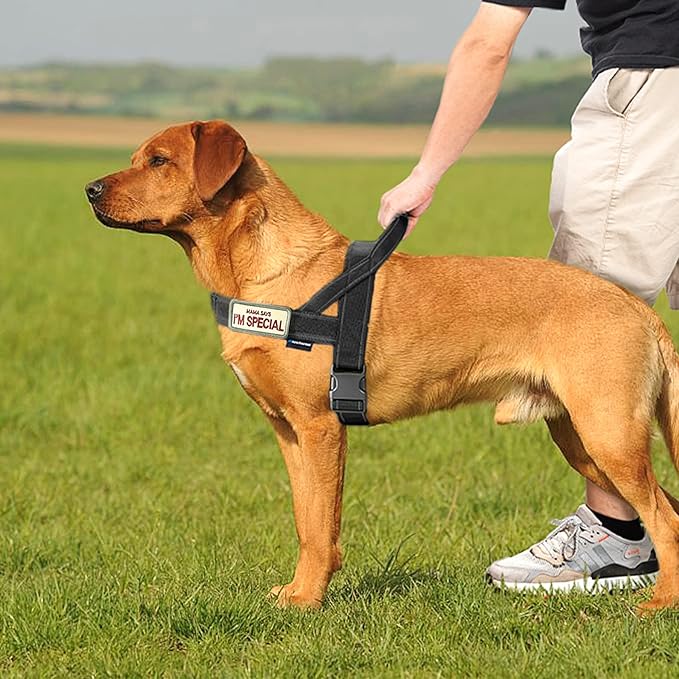 Annchwool No Pull Dog Harness with Padded Handle+5 Ft Leash,Reflective Strip Escape Proof and Quick Fit to Adjust Dog Harness,Easy for Training Walking for Small & Medium and Large Dogs(Black-Set,L)