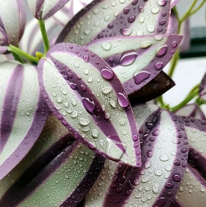 2Pack Reptile Fake Plants for Terrarium, Amphibian Habitat Decor Artificial Hanging Plants with Suction Cup, Artificial Leaves for Snake Tank Accessories.-Zebrina Purple
