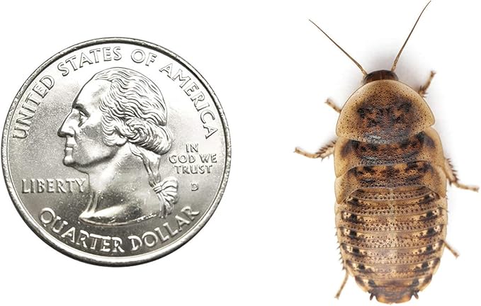 Dubia Roaches 50 Large