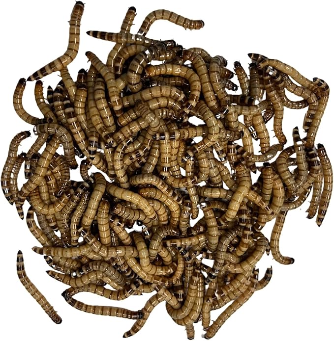 100 Medium Live Dubia Roaches + 25 Superworms Live Reptile Food for Bearded Dragons Turtles Lizards Frogs & Toads Feeder Insects in Container